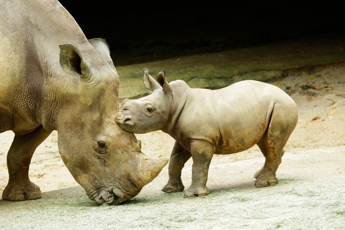 50 animals. Непарнокопытные носорог. Тапир и носорог. Непарнокопытные млекопитающие. Детеныши непарнокопытных.